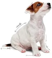 Royal Canin natvoer Mini Puppy 85g - afbeelding 4