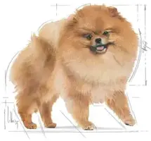 Royal Canin Pomeranian Adult 1,5kg - afbeelding 3