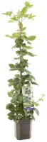 Rubus fr triple crown vp5 bio - afbeelding 1
