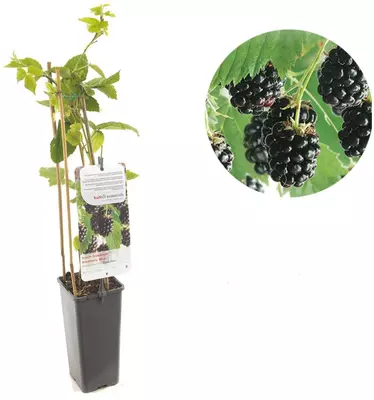 Rubus fruticosus 'Black Satin' (Braam) fruitplant 60cm - afbeelding 1