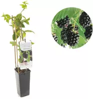 Rubus fruticosus 'Black Satin' (Braam) fruitplant 60cm kopen?