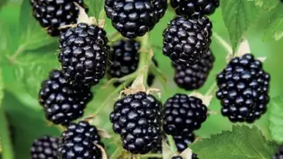 Rubus fruticosus 'Black Satin' (Braam) fruitplant 60cm - afbeelding 4