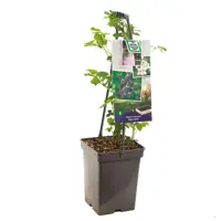 Rubus fruticosus 'Black Satin' (Braam) fruitplant 65cm - afbeelding 1