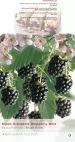 Rubus fruticosus 'Black Satin' (Braam) fruitplant 65cm - afbeelding 4