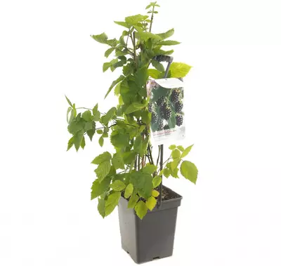 Rubus fruticosus 'Black Satin' (Braam) fruitplant 65cm - afbeelding 2