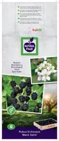 Rubus fruticosus 'Black Satin' (Braam) fruitplant 65cm - afbeelding 3
