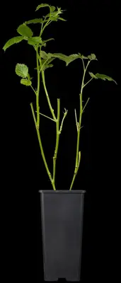 Rubus fruticosus 'Black Satin' (Braam) fruitplant 65cm - afbeelding 5