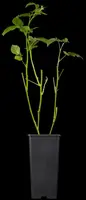 Rubus fruticosus 'Black Satin' (Braam) fruitplant 65cm - afbeelding 5