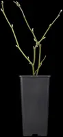 Rubus fruticosus 'Black Satin' (Braam) fruitplant 65cm - afbeelding 7
