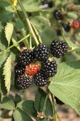 Rubus fruticosus 'Black Satin' (Braam) fruitplant 65cm - afbeelding 8