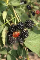 Rubus fruticosus 'Black Satin' (Braam) fruitplant 65cm - afbeelding 8