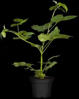Rubus fruticosus 'Black Satin' (Braam) fruitplant 65cm - afbeelding 6