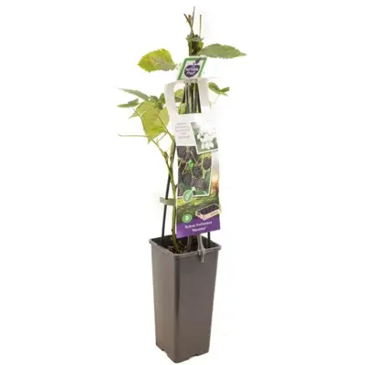 Rubus fruticosus 'Navaho' (Braam) fruitplant 60cm - afbeelding 1