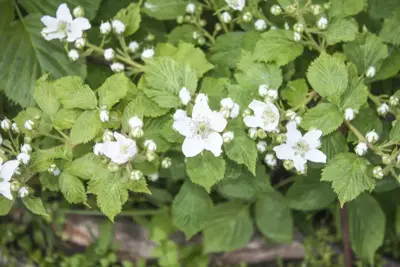 Rubus fruticosus 'Navaho' (Braam) fruitplant 60cm - afbeelding 3