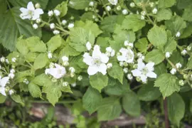 Rubus fruticosus 'Navaho' (Braam) fruitplant 60cm - afbeelding 5