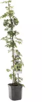 Rubus fruticosus 'Thornless Evergreen' (Braam) fruitplant 150cm - afbeelding 1
