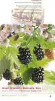 Rubus fruticosus 'Thornless Evergreen' (Braam) fruitplant 150cm - afbeelding 2