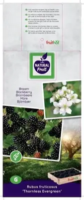 Rubus fruticosus 'Thornless Evergreen' (Braam) fruitplant 60cm - afbeelding 3
