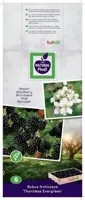 Rubus fruticosus 'Thornless Evergreen' (Braam) fruitplant 60cm - afbeelding 3