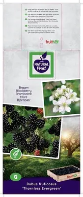 Rubus fruticosus 'Thornless Evergreen' (Braam) fruitplant 60cm - afbeelding 3