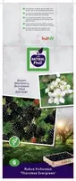 Rubus fruticosus 'Thornless Evergreen' (Braam) fruitplant 60cm - afbeelding 3