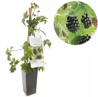 Rubus fruticosus 'Thornless Evergreen' (Braam) fruitplant 60cm kopen?
