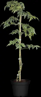 Rubus fruticosus 'Thornless Evergreen' (Braam) fruitplant 60cm - afbeelding 6