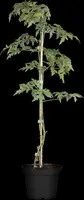 Rubus fruticosus 'Thornless Evergreen' (Braam) fruitplant 60cm - afbeelding 6