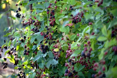 Rubus fruticosus 'Thornless Evergreen' (Braam) fruitplant 65cm - afbeelding 7