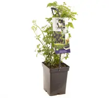 Rubus fruticosus 'Thornless Evergreen' (Braam) fruitplant 65cm - afbeelding 2