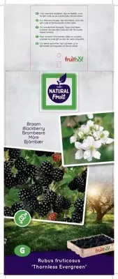 Rubus fruticosus 'Thornless Evergreen' (Braam) fruitplant 65cm - afbeelding 4