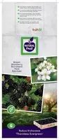 Rubus fruticosus 'Thornless Evergreen' (Braam) fruitplant 65cm - afbeelding 4