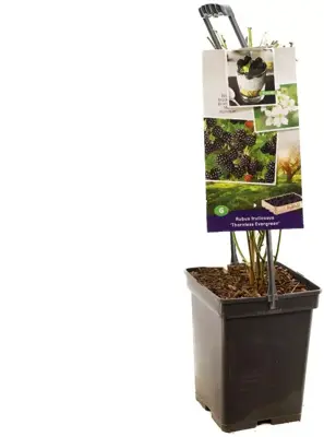 Rubus fruticosus 'Thornless Evergreen' (Braam) fruitplant 65cm - afbeelding 3