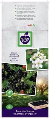 Rubus fruticosus 'Thornless Evergreen' (Braam) fruitplant 65cm - afbeelding 4