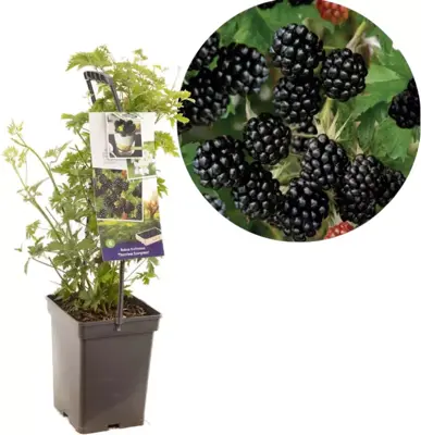Rubus fruticosus 'Thornless Evergreen' (Braam) fruitplant 65cm - afbeelding 1
