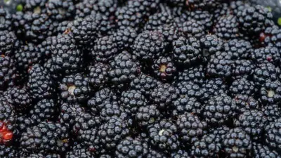 Rubus fruticosus 'Thornless Evergreen' (Braam) fruitplant 65cm - afbeelding 5