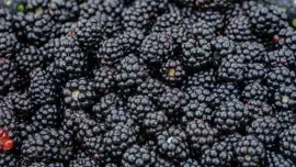 Rubus fruticosus 'Thornless Evergreen' (Braam) fruitplant 65cm - afbeelding 5