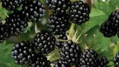 Rubus fruticosus 'Thornless Evergreen' (Braam) fruitplant 65cm - afbeelding 6