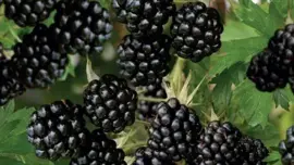 Rubus fruticosus 'Thornless Evergreen' (Braam) fruitplant 65cm - afbeelding 6