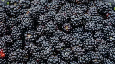 Rubus fruticosus 'Thornless Evergreen' (Braam) fruitplant 65cm - afbeelding 5