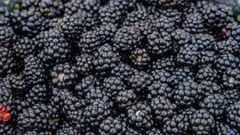 Rubus fruticosus 'Thornless Evergreen' (Braam) fruitplant 65cm - afbeelding 5