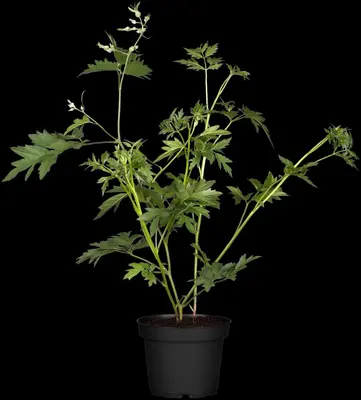 Rubus fruticosus 'Thornless Evergreen' (Braam) fruitplant 65cm - afbeelding 9