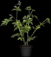 Rubus fruticosus 'Thornless Evergreen' (Braam) fruitplant 65cm - afbeelding 9
