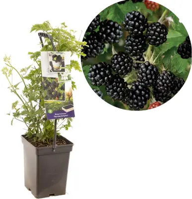Rubus fruticosus 'Thornless Evergreen' (Braam) fruitplant 65cm - afbeelding 1