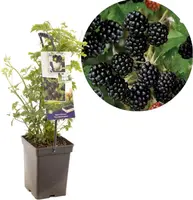 Rubus fruticosus 'Thornless Evergreen' (Braam) fruitplant 65cm - afbeelding 1