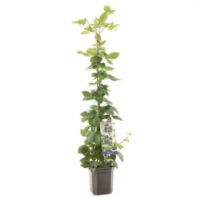 Rubus fruticosus 'Triple Crown' (Braam) fruitplant 150cm - afbeelding 1