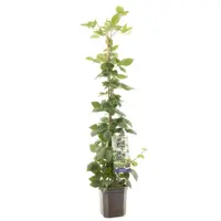 Rubus fruticosus 'Triple Crown' (Braam) fruitplant 150cm - afbeelding 1