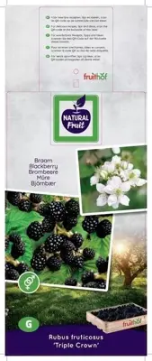 Rubus fruticosus 'Triple Crown' (Braam) fruitplant 150cm - afbeelding 3