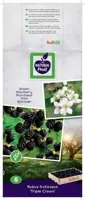 Rubus fruticosus 'Triple Crown' (Braam) fruitplant 150cm - afbeelding 3
