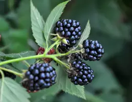 Rubus fruticosus 'Triple Crown' (Braam) fruitplant 150cm - afbeelding 4